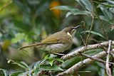 Yellow-spotted Honeyeaterborder=